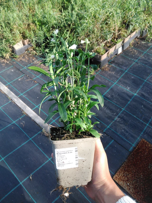 Kellopeippi Alba - 11. 9. 2025