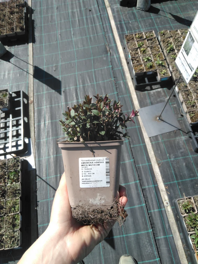 Vuoriminttu Muticum - 3. 4. 2025