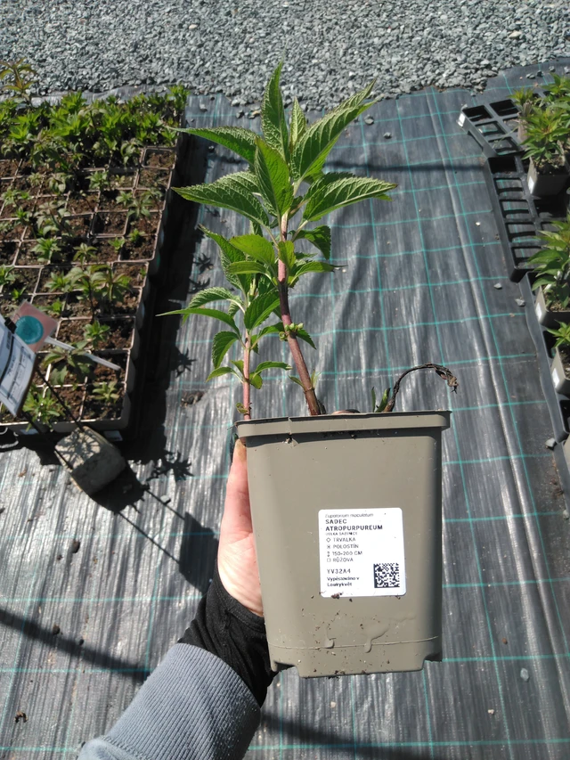 Punalatva Atropurpureum - 13. 5. 2025