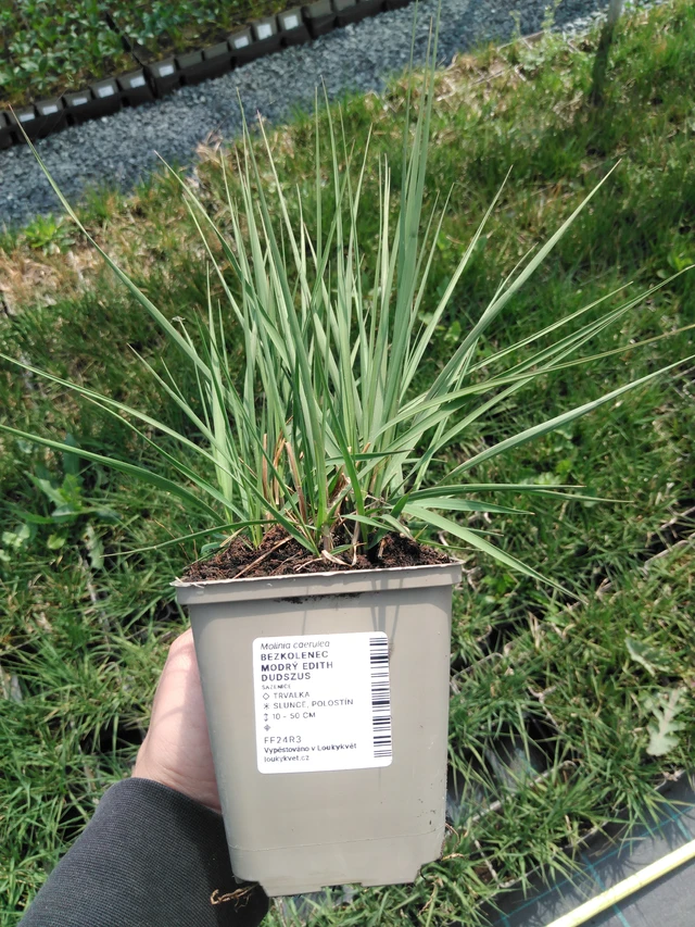 Molinia Edith Dudszus - 13. 5. 2025