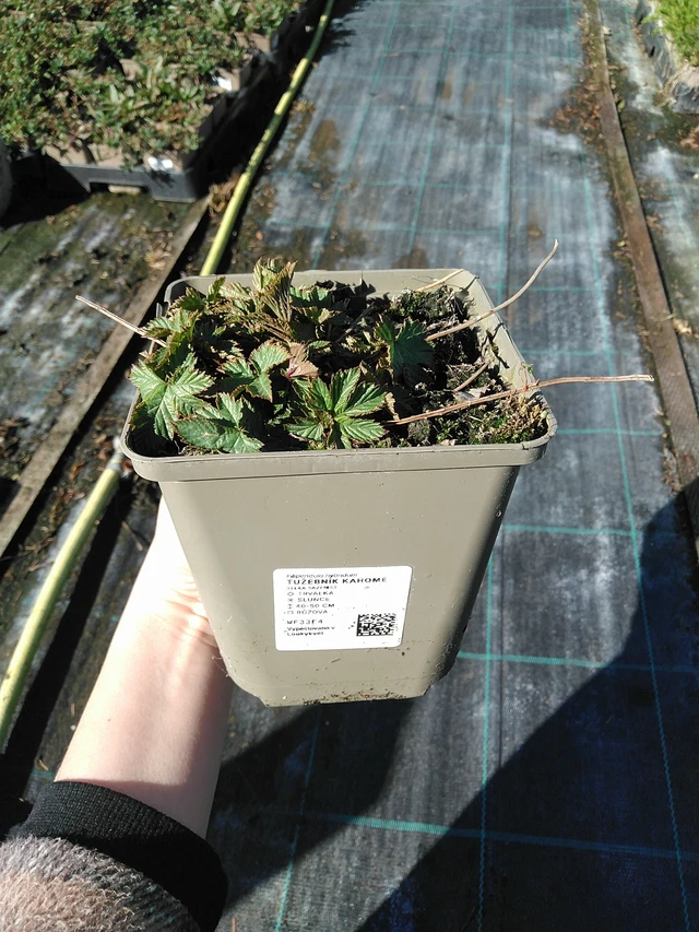 Filipendula Kahome - 7. 4. 2026