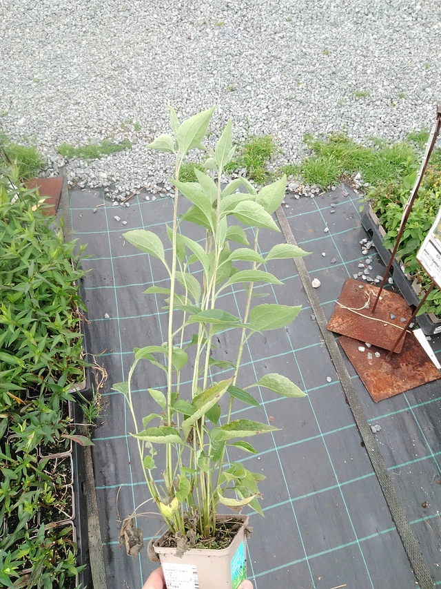 Päivänhattu Henry Eilers - 21. 7. 2025