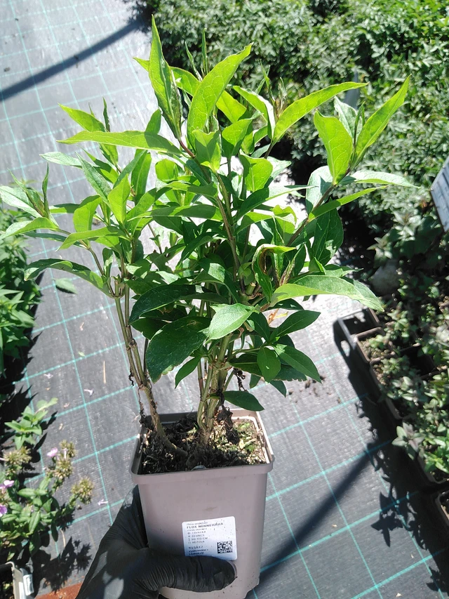 Leimu Minnehaha - 19. 8. 2025