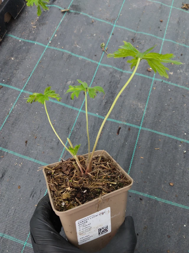 Kyläkurjenpolvi Rose Queen - 11. 9. 2025