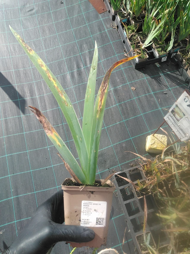 Kurjenmiekka Rose de Perse - 13. 10. 2025