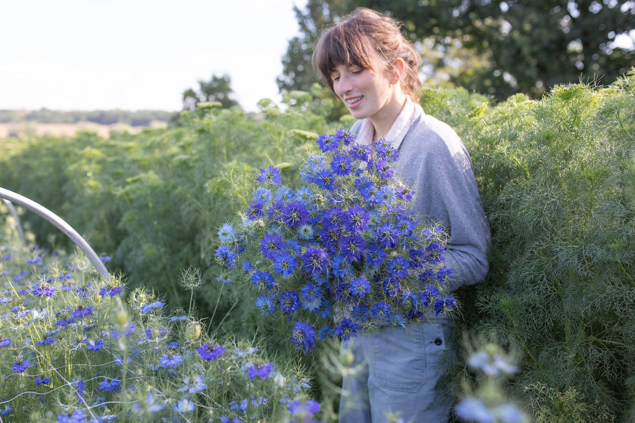 Nigella Miss Jekyll Sky Blue, Loukykvět