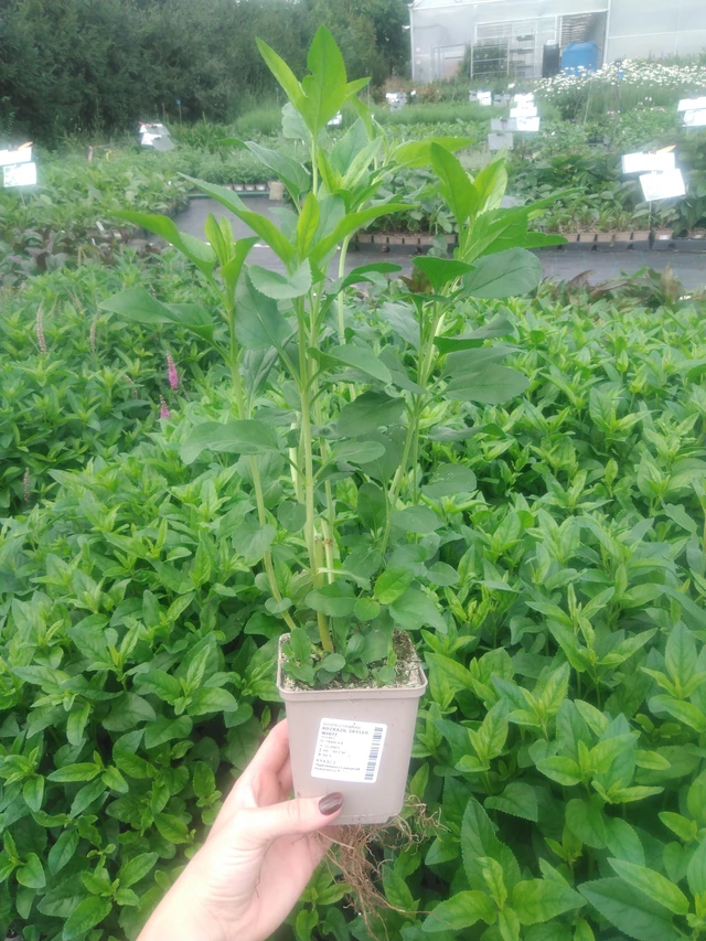 Tädyke Skyler White - 2024