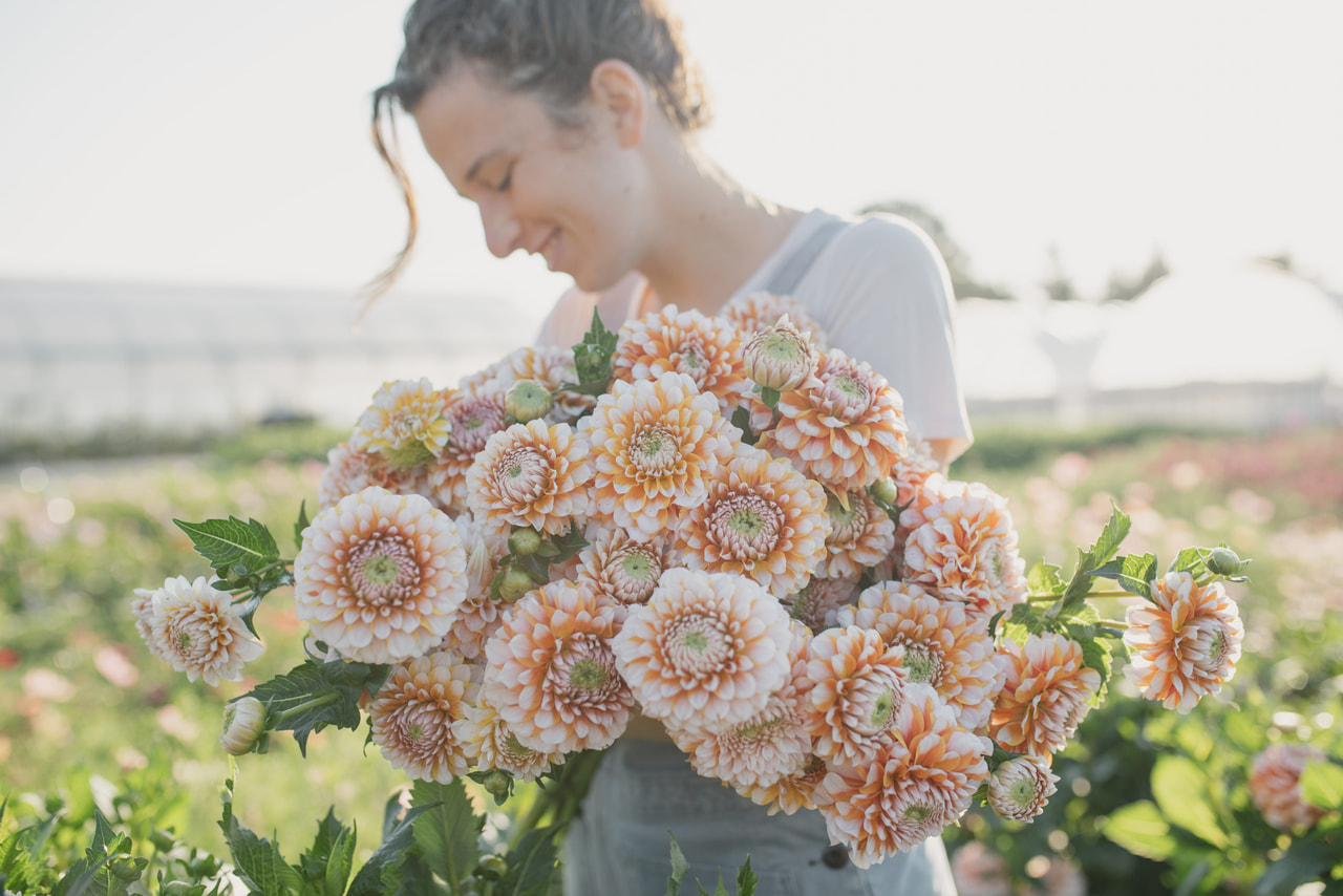 Dalia Tangerine Dream, Loukykvět