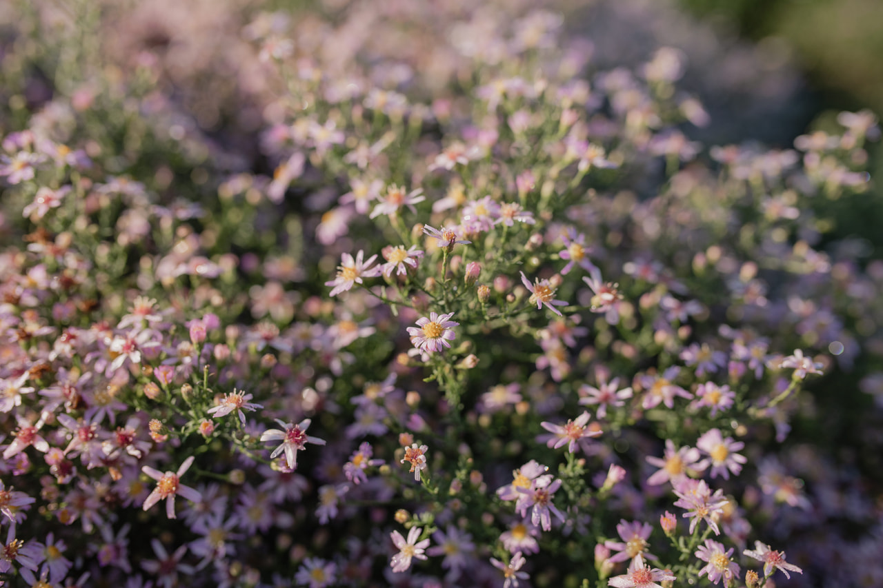 Asteri Pink Cloud, Loukykvět