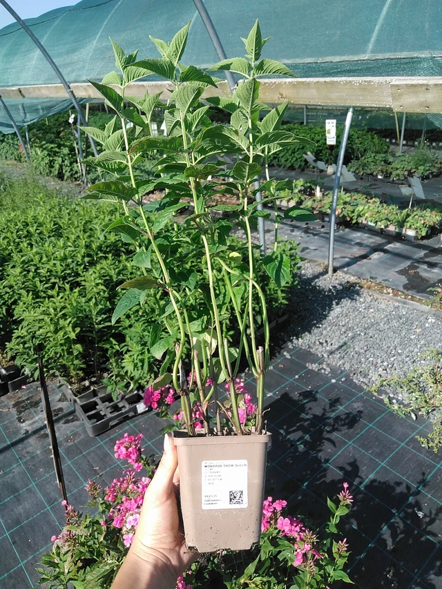 Monarda Snow Queen - 13. 7. 2026