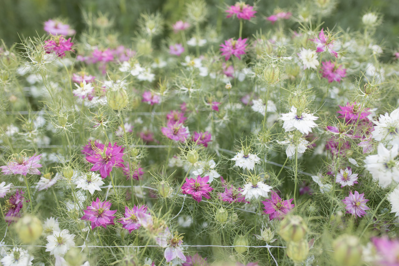 Aed-mustköömen Mulberry Jam Icing Mix, Loukykvět