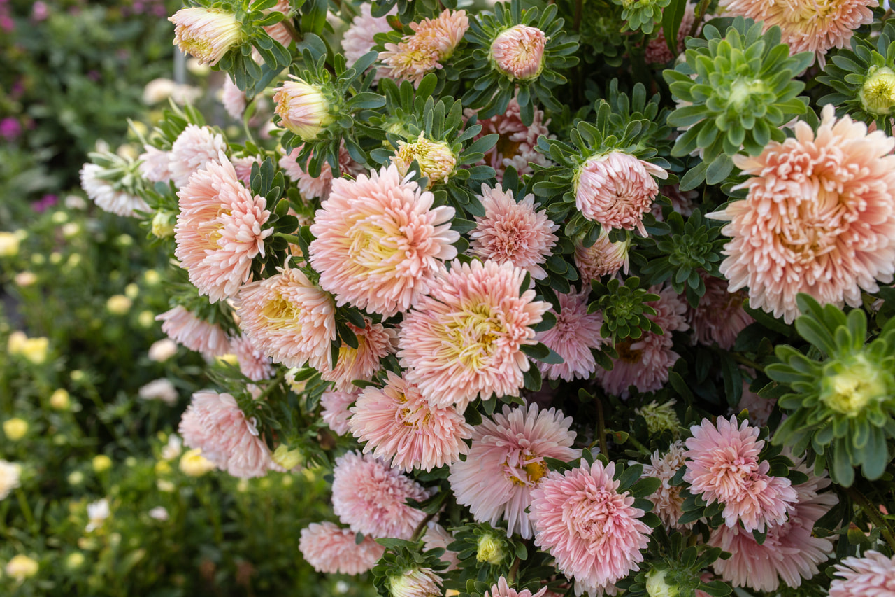 Kiinanasteri King Size Apricot, Loukykvět