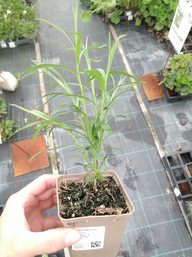 Asteri Pink Star - 21. 7. 2025