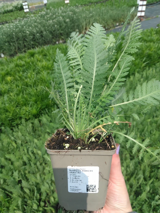 Siankärsämö Parkers Varietät - 9. 6. 2025