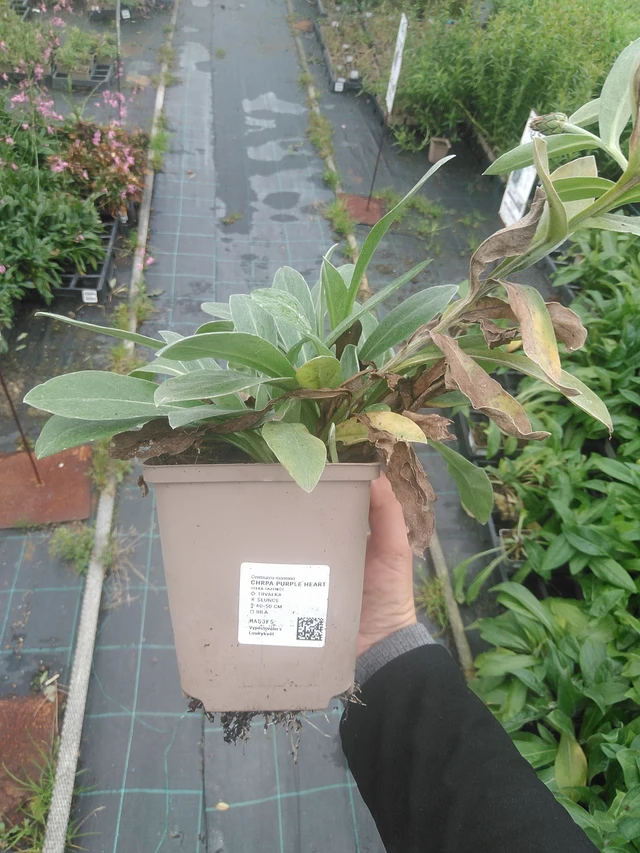 Vuorikaunokki Purple Heart - 10. 10. 2025