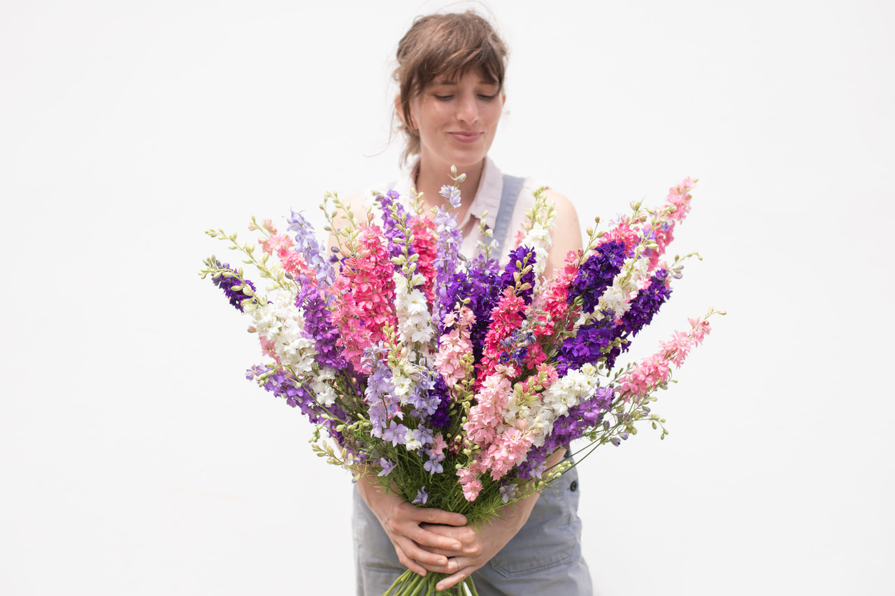 Espuela de caballero Discover Mix, Loukykvět