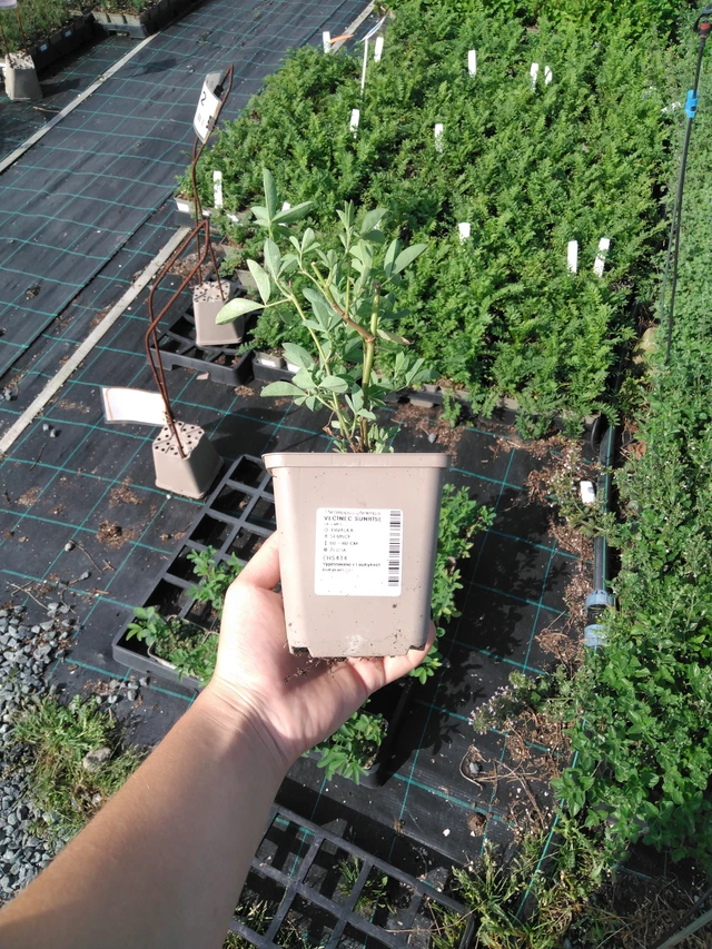 Revonpapu Sunrise - 2024