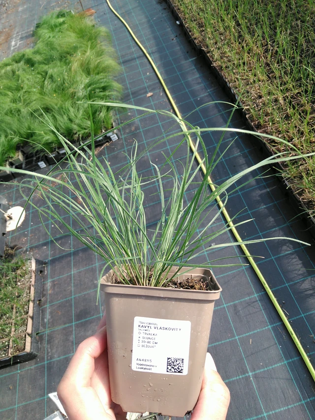 Hiushöyhenheinä - 24. 6. 2025