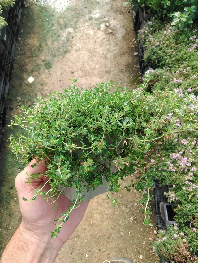 Mateřídouška Coccineus - 1. 7. 2025