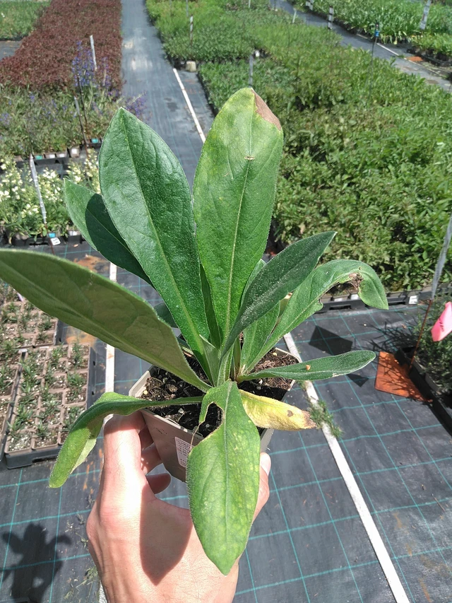 Vuorikaunokki - 24. 6. 2025