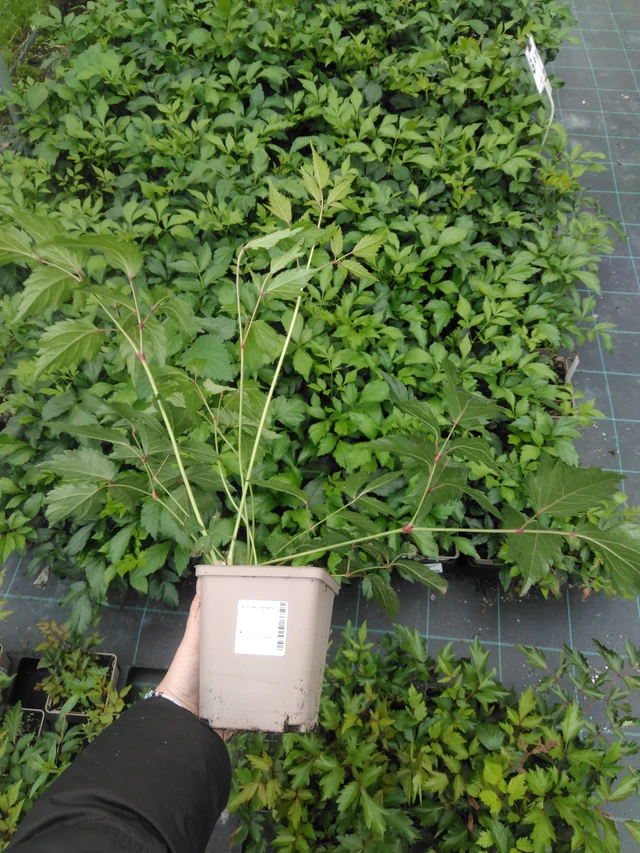 Jaloangervo Diamant - 2024