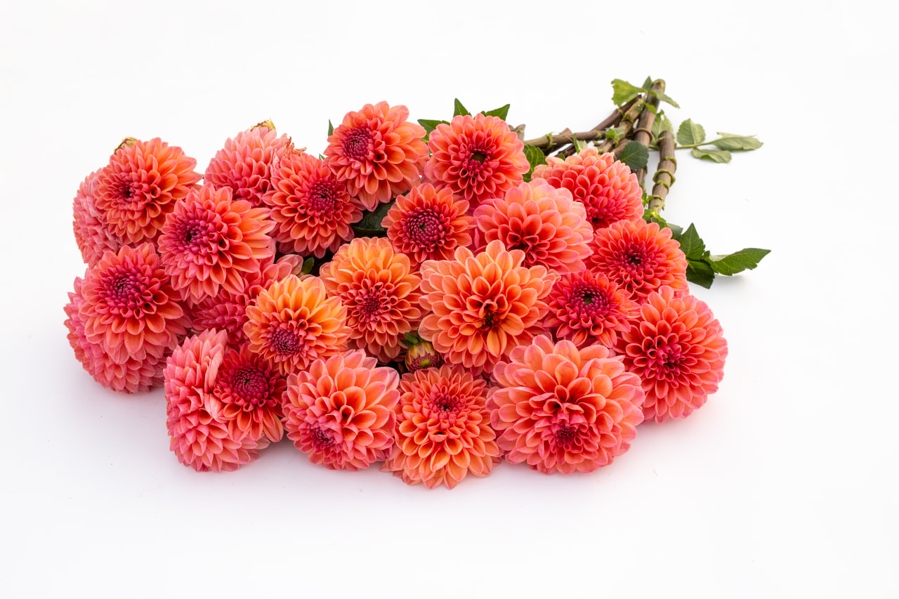 Daalia Daisy Duke, Loukykvět