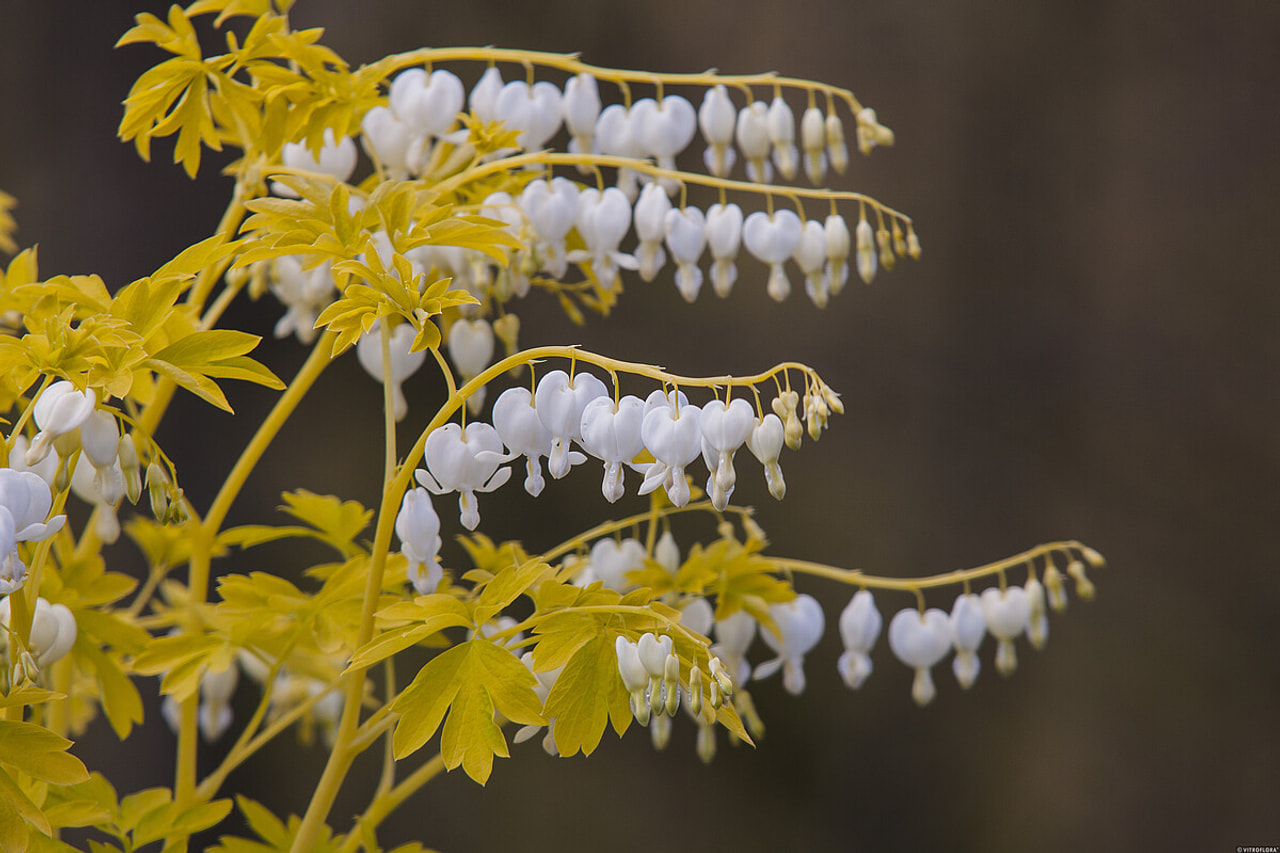 Dicentra White Gold, Loukykvět