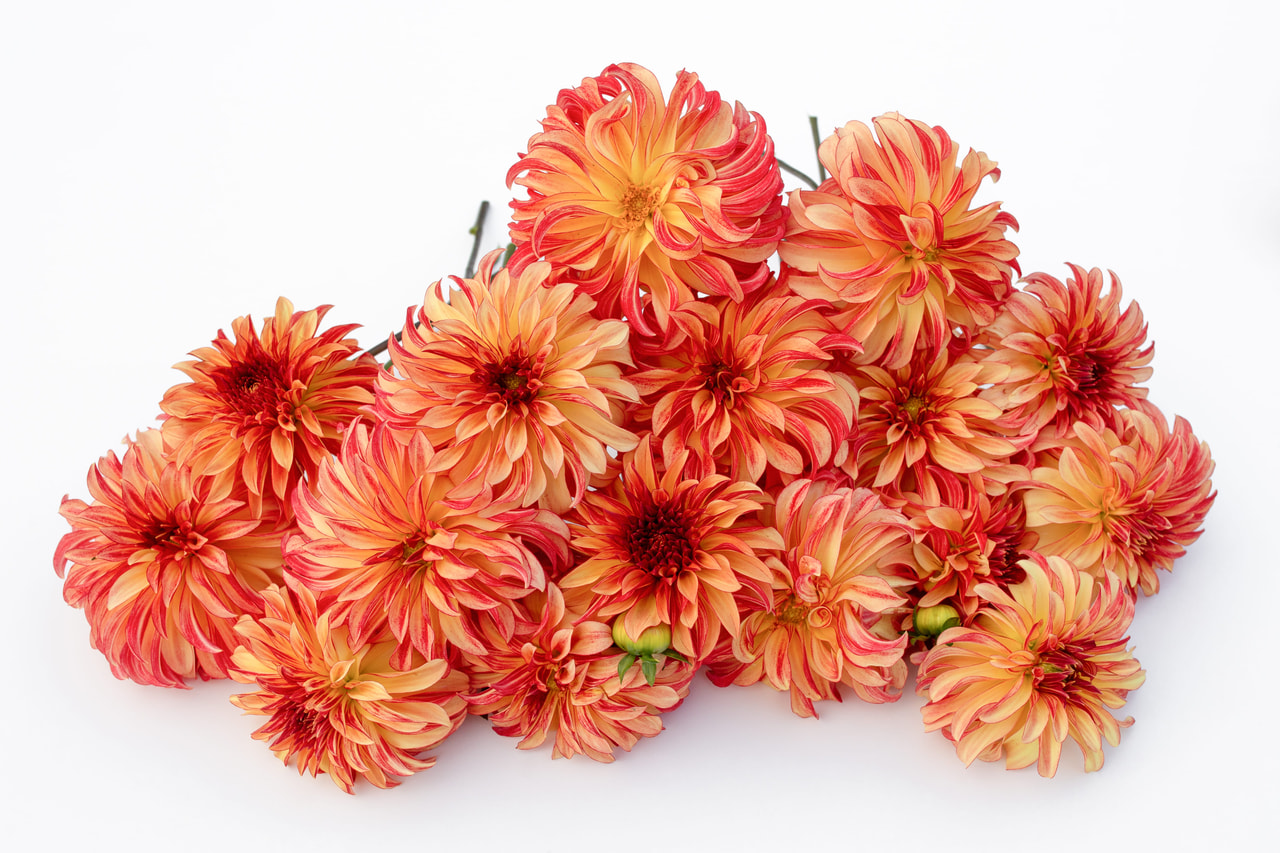 Dalia Irish Pinwheel, Loukykvět