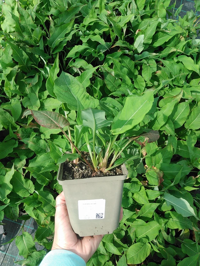 Konnantatar Alba - 9. 6. 2025