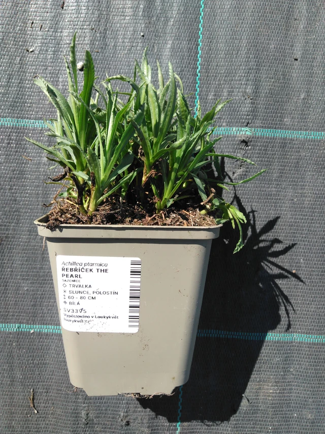 Kärsämö The Pearl - 3. 4. 2025