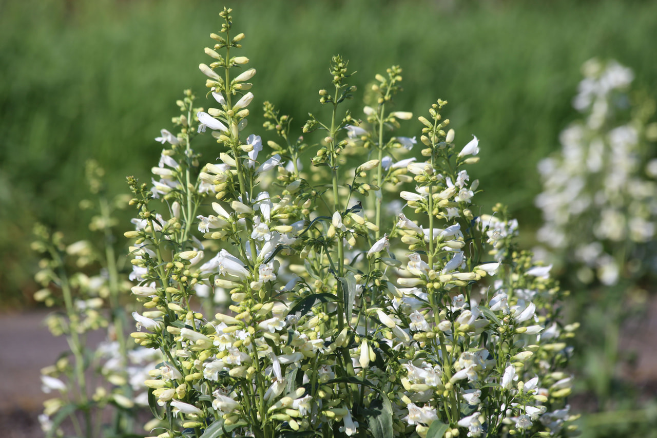 Partakello Twizzle White, Loukykvět