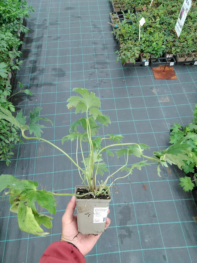 Ritarinkannus Benary’s Pacific Astolat - 28. 7. 2025