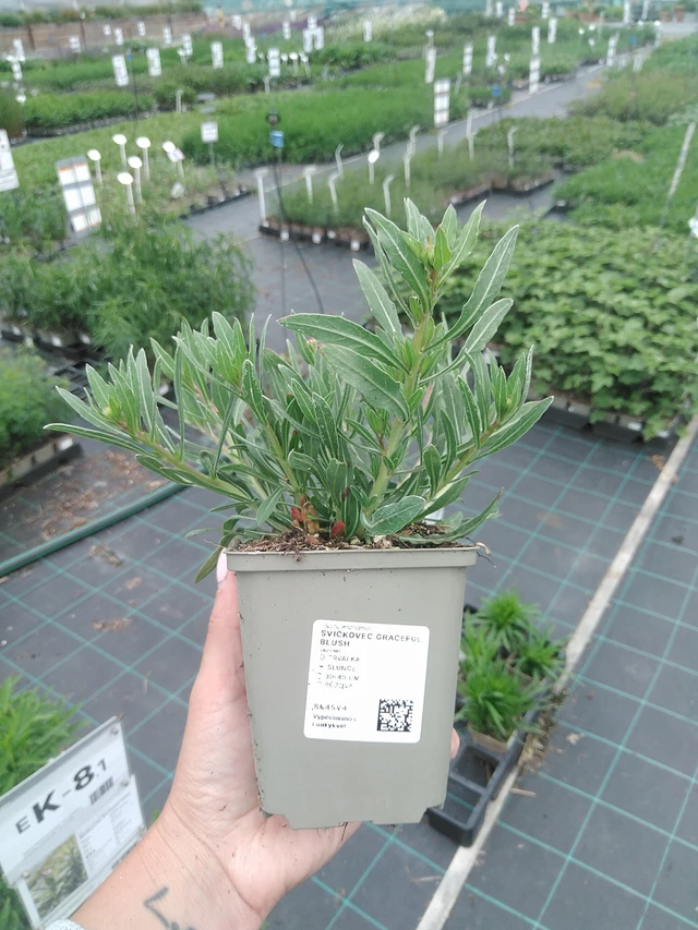 Gaura Graceful Blush - 3. 6. 2026