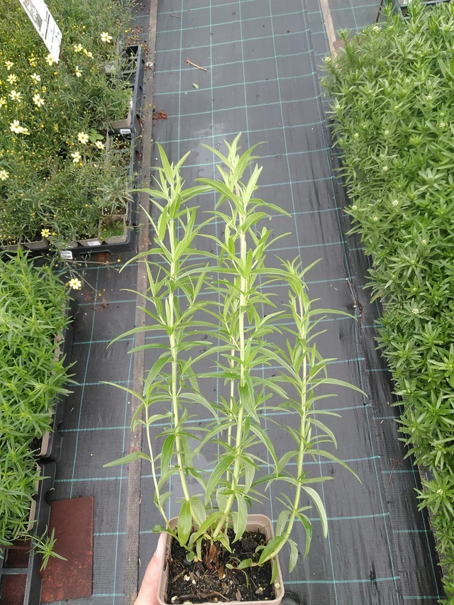 Menta de montaña Virginianum - 7. 7. 2025