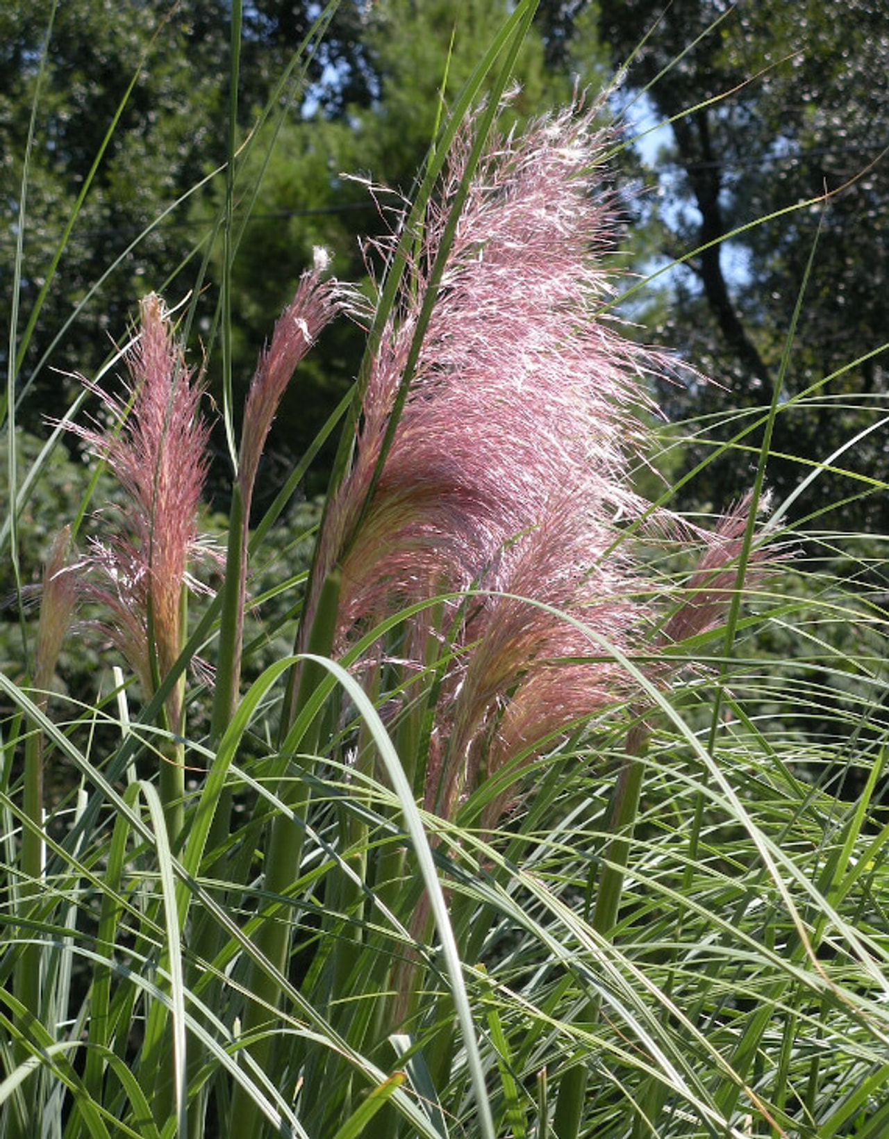 Hierba de la Pampa Pink Feather, Loukykvět