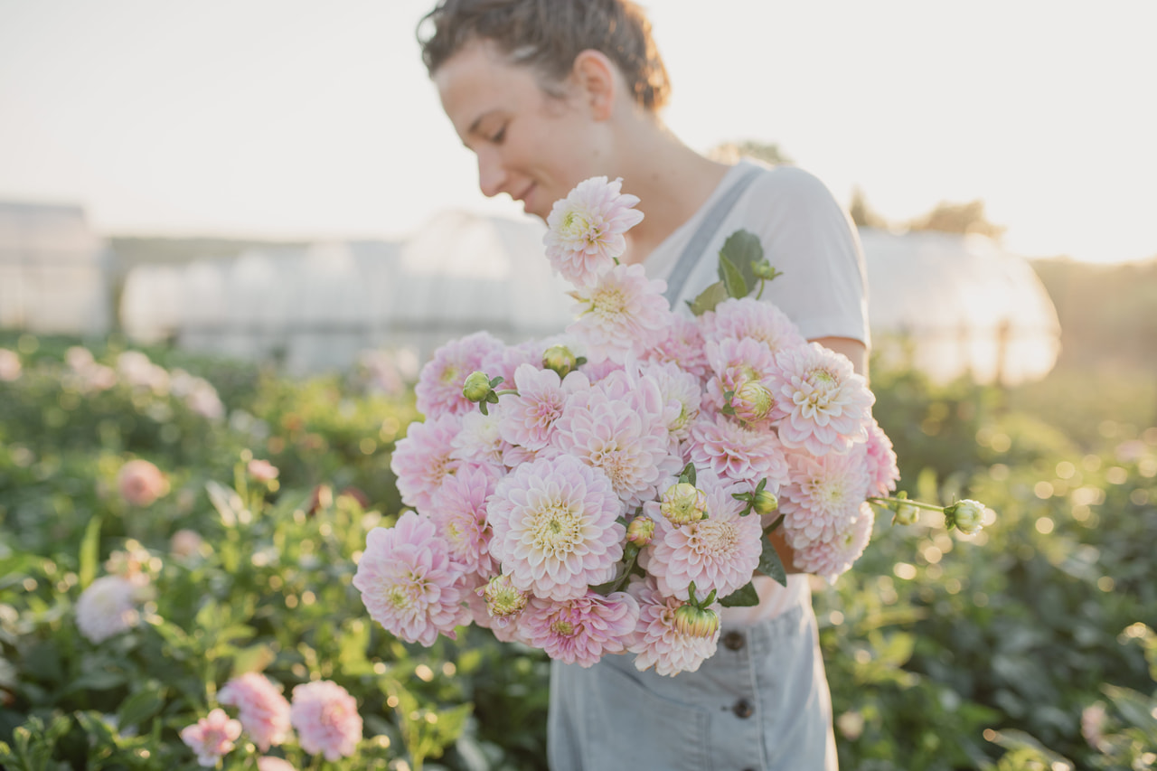 Daalia Pink Silk, Loukykvět
