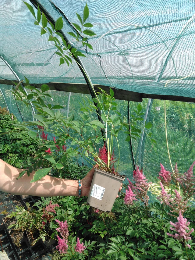 Jaloangervo Gloria Purpurea - 2024