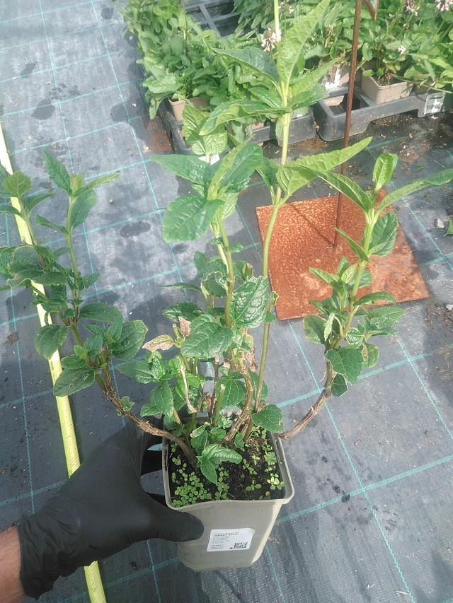 Päivänsilmä Asahi - 10. 9. 2025