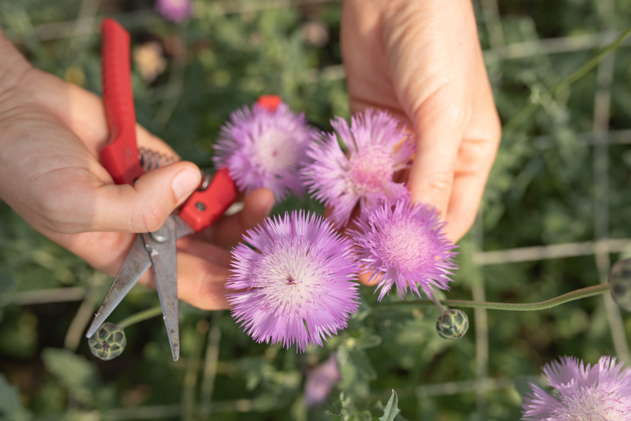 Aciano imperial Graciosa, Loukykvět
