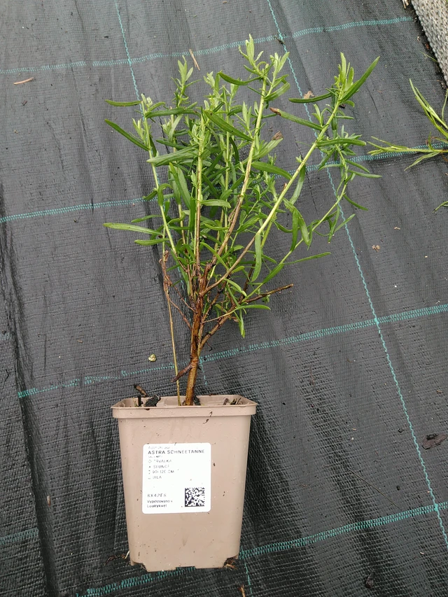 Asteri Schneetanne - 10. 9. 2025