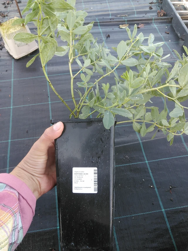 Valkovaleindigo - 11. 9. 2025