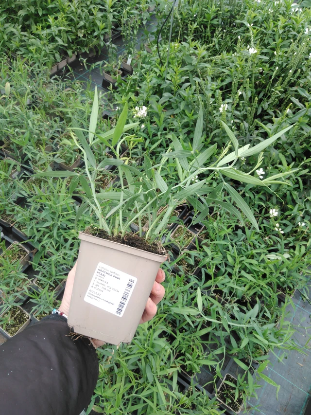 Tuoksuherne Pink Pearl - 2024