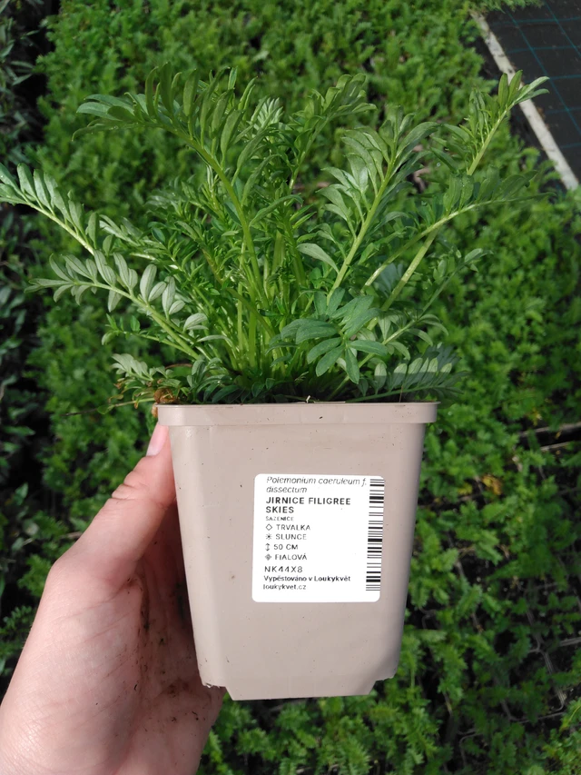 Sinilatva Filigree Skies - 2024