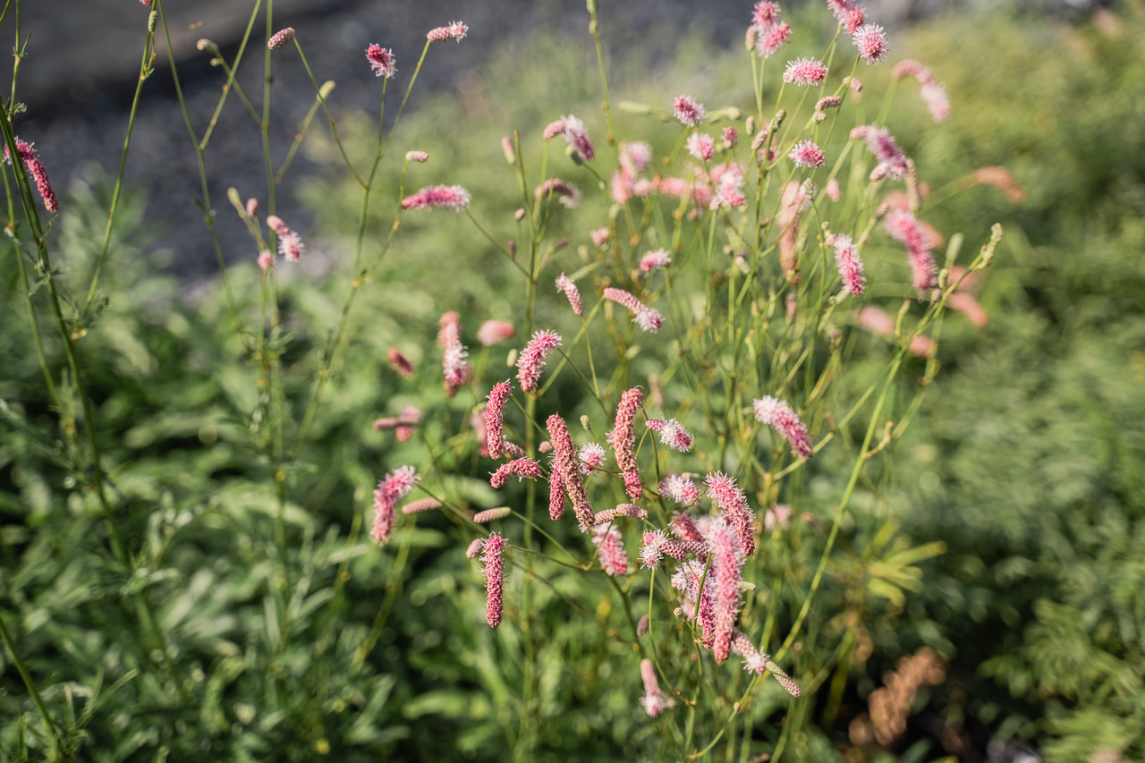 Luppio Purple Tails, Loukykvět