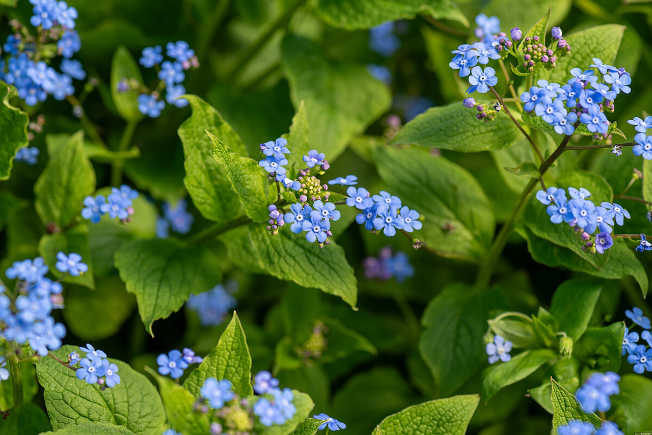 Brunnera macrophylla, Loukykvět