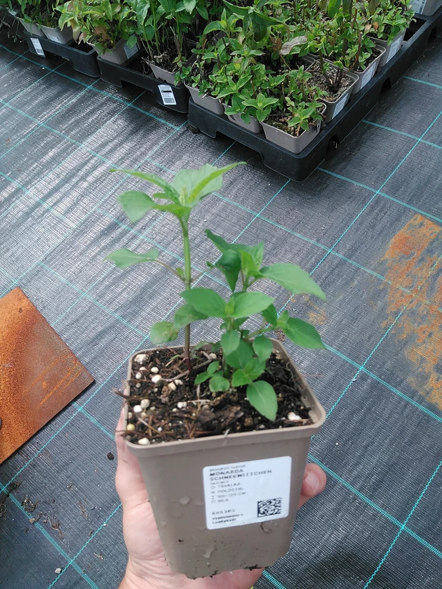 Väriminttu Schneewittchen - 24. 6. 2025