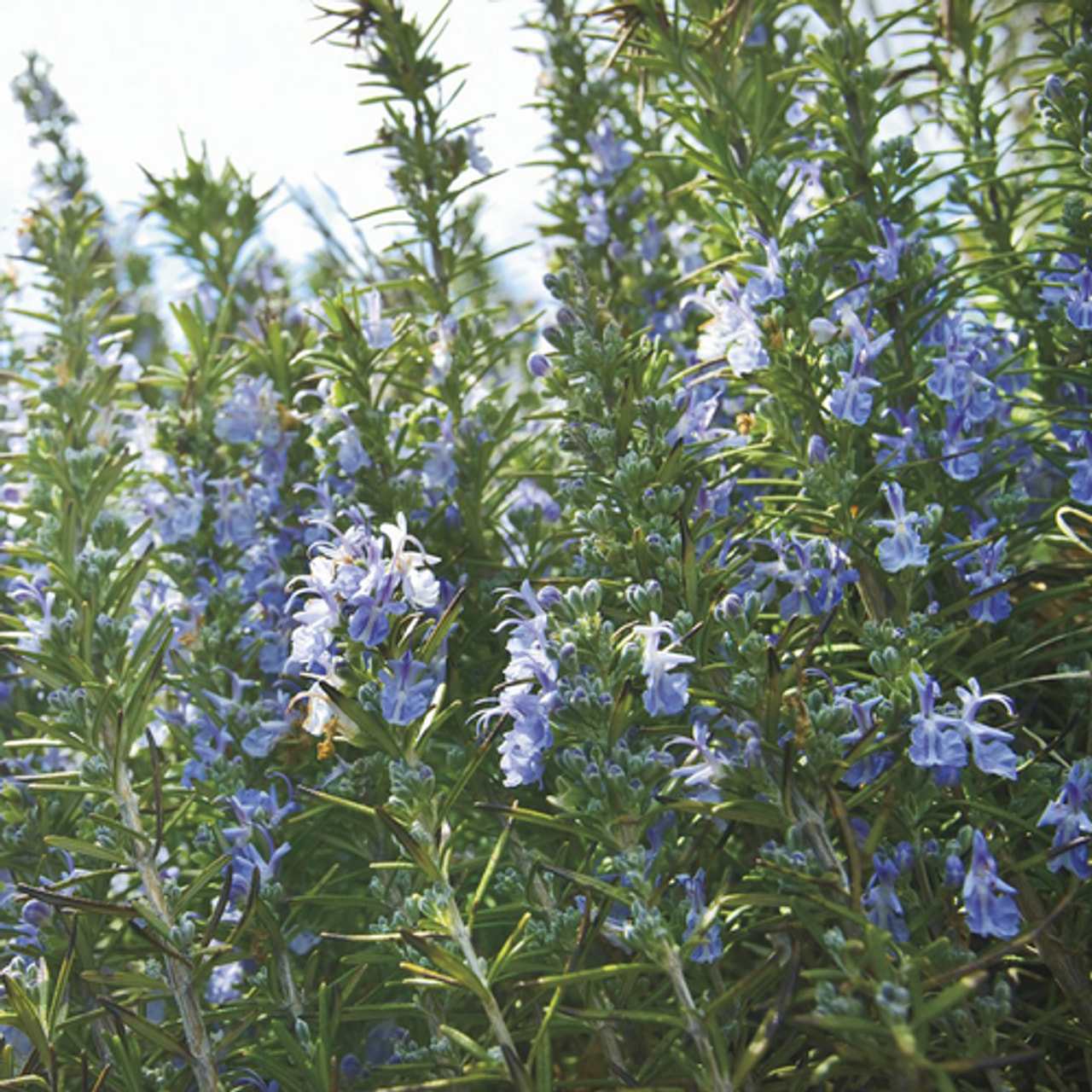Romero Blue Winter, Loukykvět
