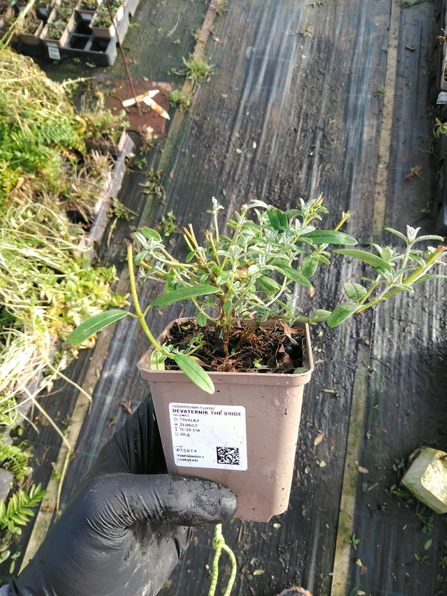 Päivännouto The Bride - 31. 10. 2025