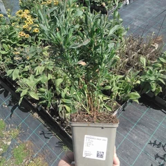 Plant
