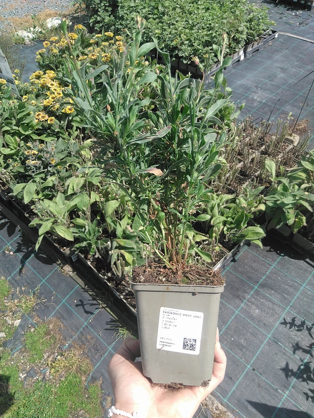 Gaura Rosy Jane - 21. 7. 2026